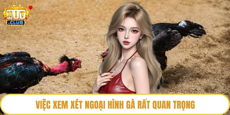 Việc xem xét ngoại hình gà rất quan trọng